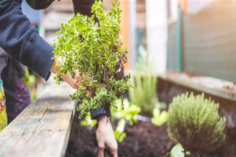 Growing Herbs in Travis County, Texas: Where to Buy Seeds and Plants