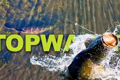 Topwater Explosions! The wildest surface strikes I''ve EVER filmed!