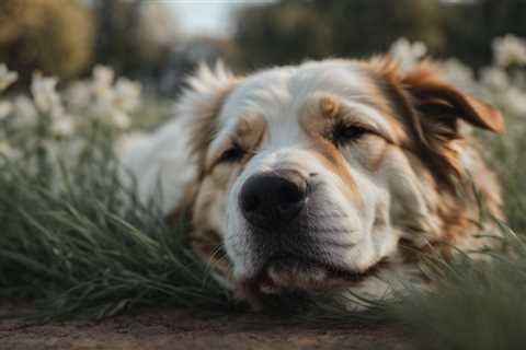 Improve Your Pet’s Sleep with CBD Oil: Discover the Benefits
