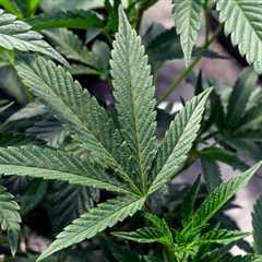 Kansas cannabis pilot program tabled until 2025