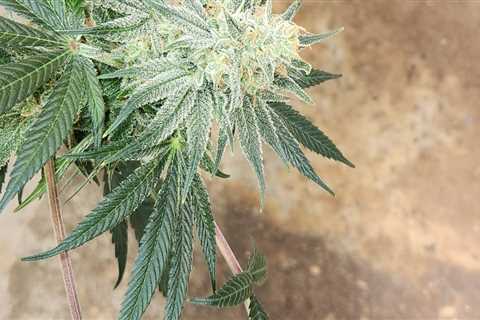 Blueberry Hashplant, Day 67 #weed #cannabis #marijuana #mmemberville #ganja…