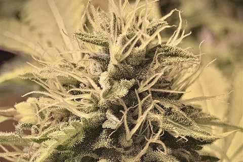 https://t.co/6JzFh4pG4d offers cannabis seeds with THC-, CBD-, & hemp-rich…