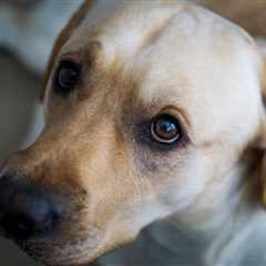 Why Consider Cannabidiol for Your Dog's Separation Woes?