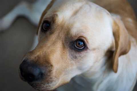 Why Consider Cannabidiol for Your Dog's Separation Woes?