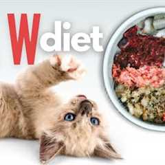 How To Start Your Kitten On A Raw Diet - The Ultimate Guide
