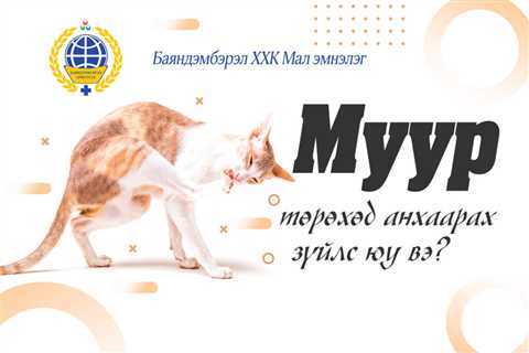 Муур төрөхөд анхаарах зүйлс