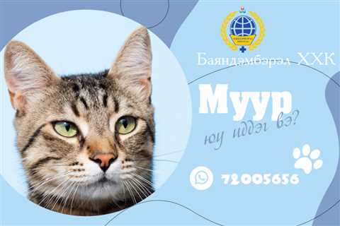 Муур юу иддэг вэ? - MMARKET.MN