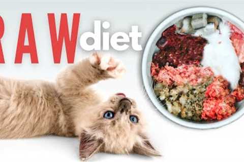 How To Start Your Kitten On A Raw Diet - The Ultimate Guide