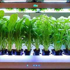What Are the Best Indoor Hydroponic Systems for Beginners?