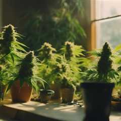 Where to Buy Autoflower Seeds for Home Growth