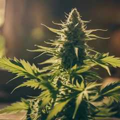 Trusted Autoflowering Seed Suppliers for Quality Cannabis