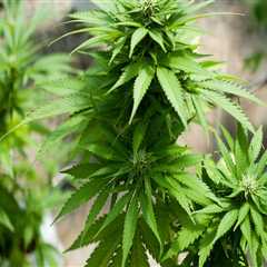 Exploring the Limitations of Personal Marijuana Programs in Hattiesburg, MS