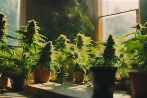 Where to Buy Autoflower Seeds for Home Growth