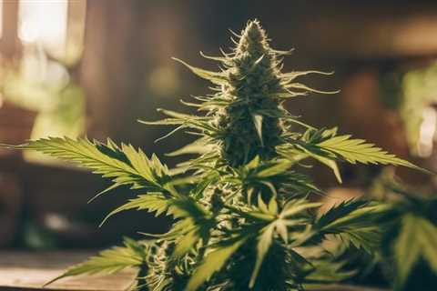 Trusted Autoflowering Seed Suppliers for Quality Cannabis