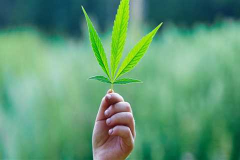 The Effectiveness of Cannabis Therapy: What Research Has Revealed