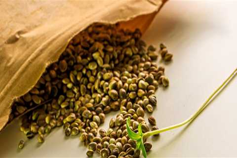 All About Cannabis Seeds: Why Buchanan Dispensary Is Your Go-To Source
