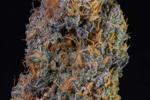 Discovering Indica: The Best Strains Available At Kalamazoo Dispensaries