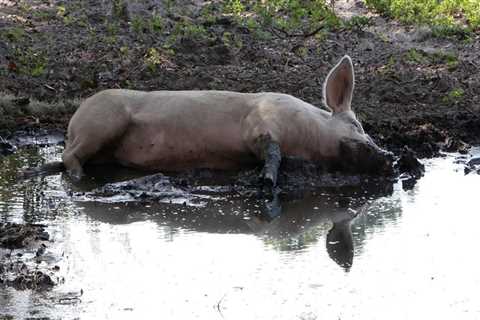 The Vegan Revolution in Alachua County, Florida