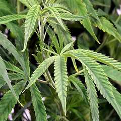 The Growing Movement for Cannabis Advocacies in Pasco, Washington