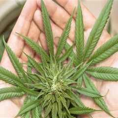 Navigating Raw Cones and Addiction Treatment in Portland, Maine