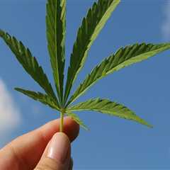 Exploring CBD in Addiction Recovery at The Plymouth House