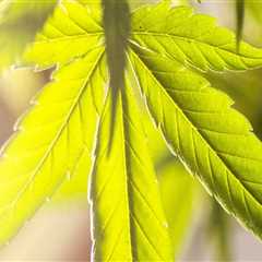 Understanding Marijuana Dispensaries & Addiction Treatment in NH