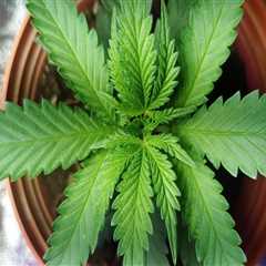 Exploring Hemp Hydroponics in Addiction Treatment