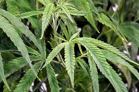 The Growing Movement for Cannabis Advocacies in Pasco, Washington