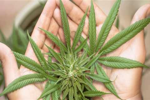 Navigating Raw Cones and Addiction Treatment in Portland, Maine