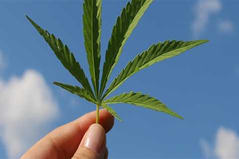 Exploring CBD in Addiction Recovery at The Plymouth House