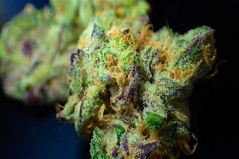 Navigating Marijuana Dispensaries and Addiction Treatment in Denver