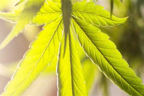 Understanding Marijuana Dispensaries & Addiction Treatment in NH