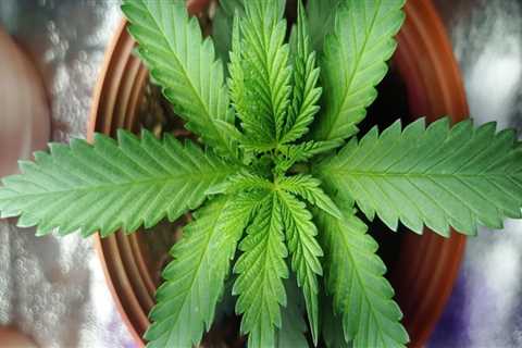 Exploring Hemp Hydroponics in Addiction Treatment