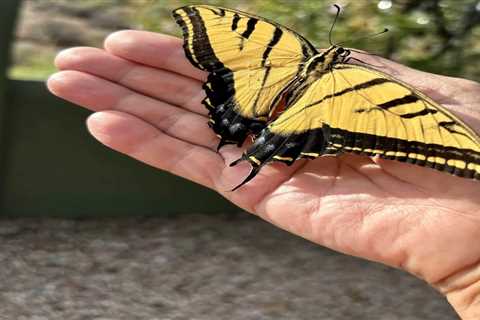 Can Hypnotherapy Be Used For Trauma: How the Mind Restores Safety, Strength, and Inner Peace